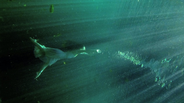 a woman swims underwater toward surface light, oriented sideways