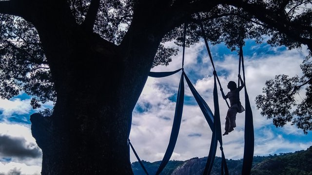an aerial dancer sits on fabric suspended from a large tree