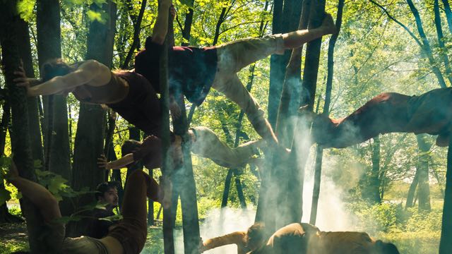 in a sunlit forest, seven aerial dancers hang from fabric